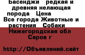 Басенджи - редкая и древняя нелающая порода › Цена ­ 50 000 - Все города Животные и растения » Собаки   . Нижегородская обл.,Саров г.